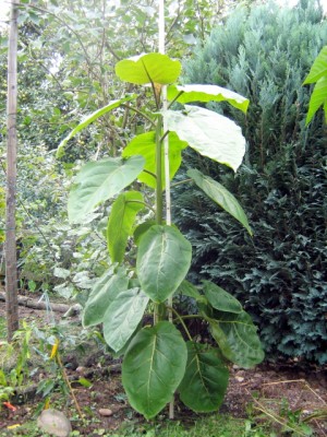 BT_26_09_2008_.JPG