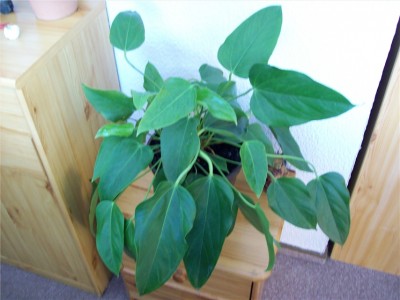 100_0978 (SHPX001).JPG