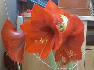 Amaryllis 1.JPG