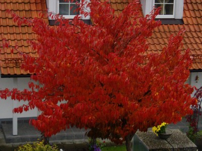 stürmische Herbstimpressionen.JPG