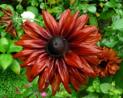 Rudbeckia 2 w.jpg