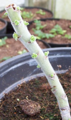 Echium abgeschnitten mit Neuaustrieb.jpg
