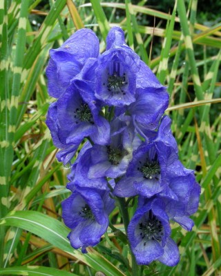 Eisenhut vor Zebragras w.jpg