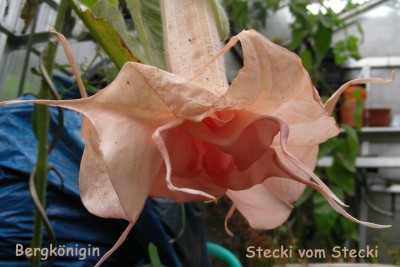 Stecki vom Stecki w.jpg