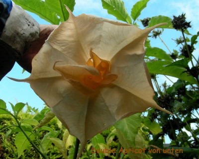 Double Apricot - Spätzünder w.jpg