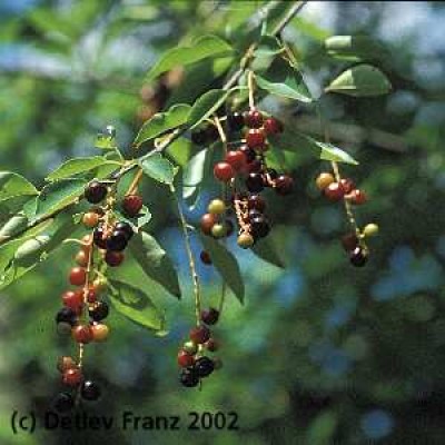 Prunus serotina1.jpg