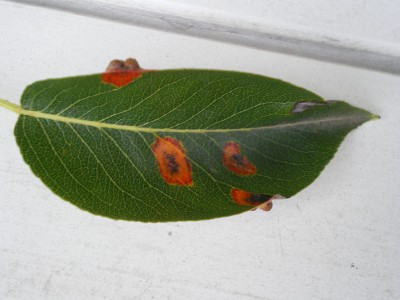 Birnenbaum1.jpg