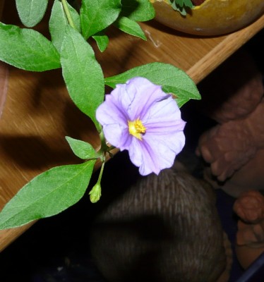 P1000169.JPG
