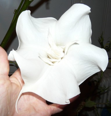 P1000166.JPG