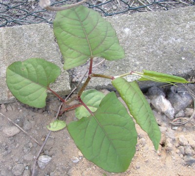 P10100777 (1)_01.jpg