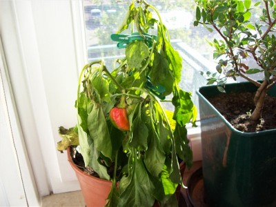 Paprika1.JPG