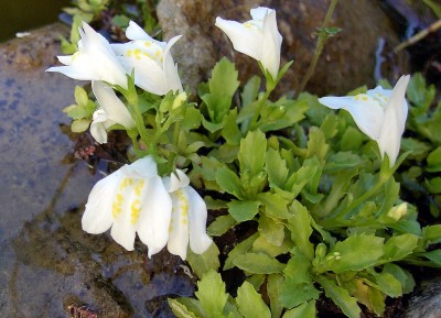 Lippenmäulchen Mazus reptans 'Alba'.JPG