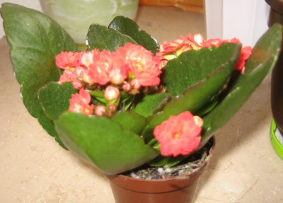 Flammendes Käthchen - rot.JPG