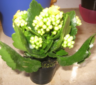 Flammendes Käthchen - gelb.JPG