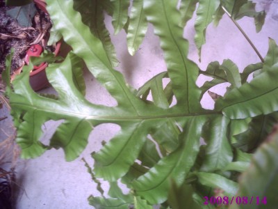 Bilder Mein Garten 065.jpg