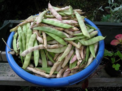 letzte Ernte w.jpg