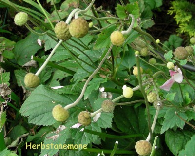 Samen Herbstanemone w.jpg