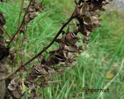 Samen Fingerhut w.jpg