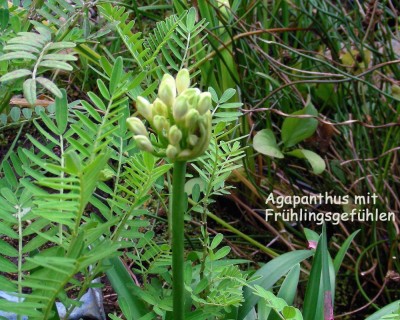 Agapanthus mit Frühlingsgefühlen w.jpg