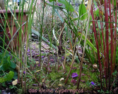 kleines Zyperngras w.jpg