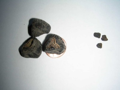 Wild-Zwergbanane.jpg