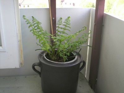PICT0043.JPG