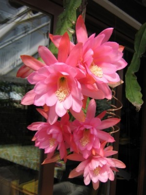 Epiphyllum.jpg