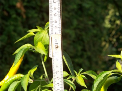 100_1623.JPG