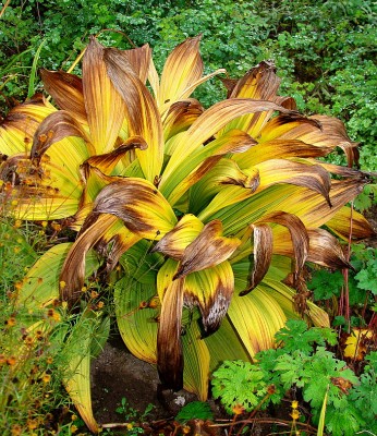 04.10.2008 herbst8.jpg