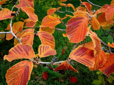 04.10.2008 herbst5.jpg