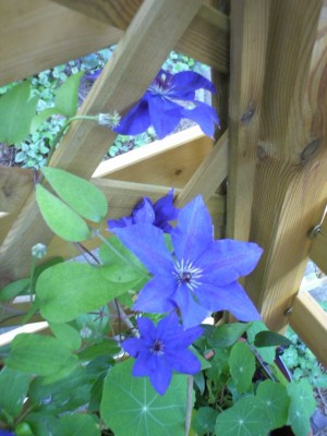 Eifel 18.08.2006 028.jpg