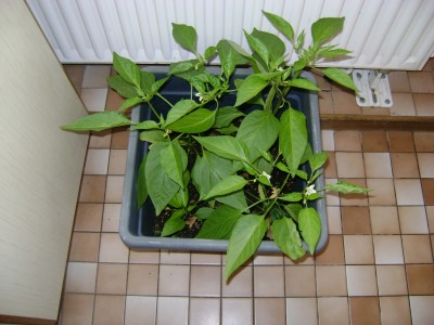chili2.JPG