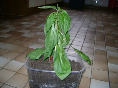 chili4.JPG