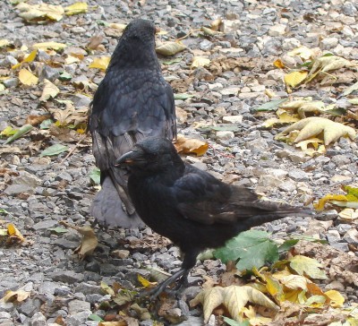 01.10.2008 johnny-siouxie.jpg