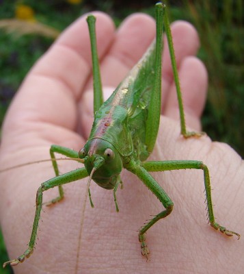 04.10.2008 heuschreck1.jpg