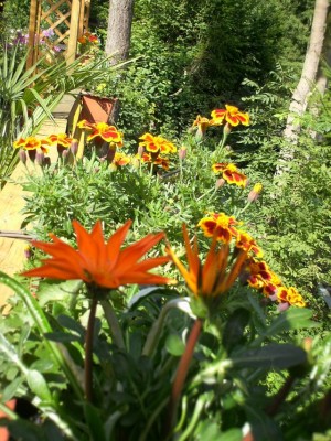 Eifel 05.09.2006 008.jpg