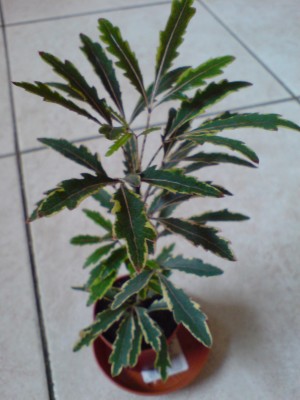 DSC00435.JPG