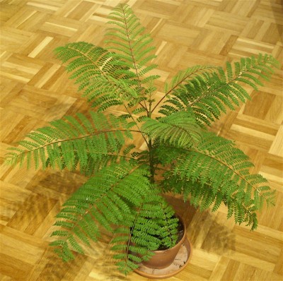 jacaranda.jpg