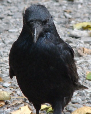 01.10.2008 johnny4.jpg