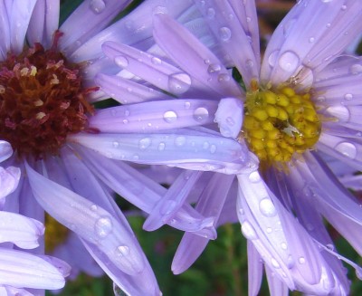 04.10.2008 herbst9.jpg