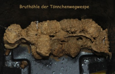 Bruthöhle der Tönnchenwegwespe.JPG