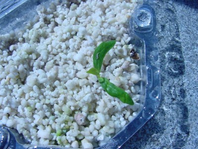 Magnolia grandiflora.jpg