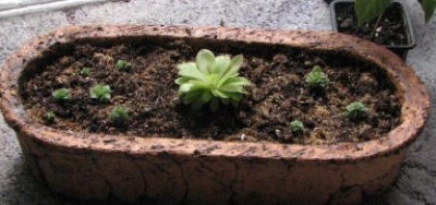 t_schale_mit_karnovoren_fettkraut_212[1].jpg