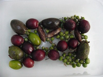 Meine Beute Palmensamen.jpg