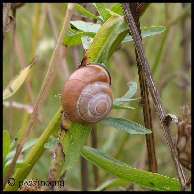 Schnecke.jpg