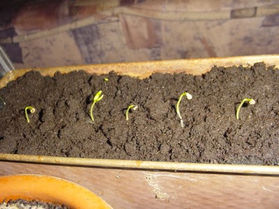 Chili 050208.JPG