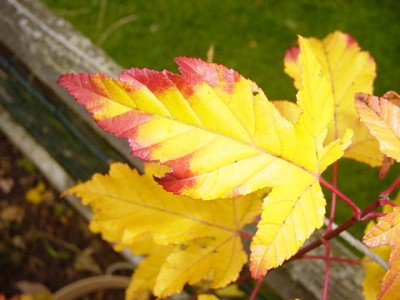 DSC03317.JPG