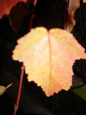 DSC03337.JPG