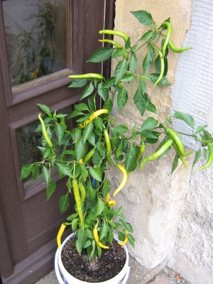 1. Chili14.09.JPG