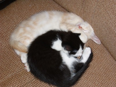 Katzen 034.jpg